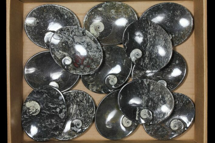 Lot: Oval Dishes With Goniatite Fossils - Pieces #119336